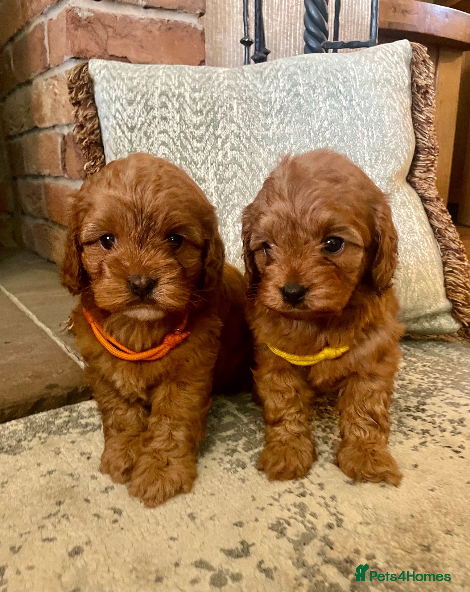 Cavapoo dogs 🐾 Outstanding deep red TOY F1 Cavapoos 🐾 - Advert 1