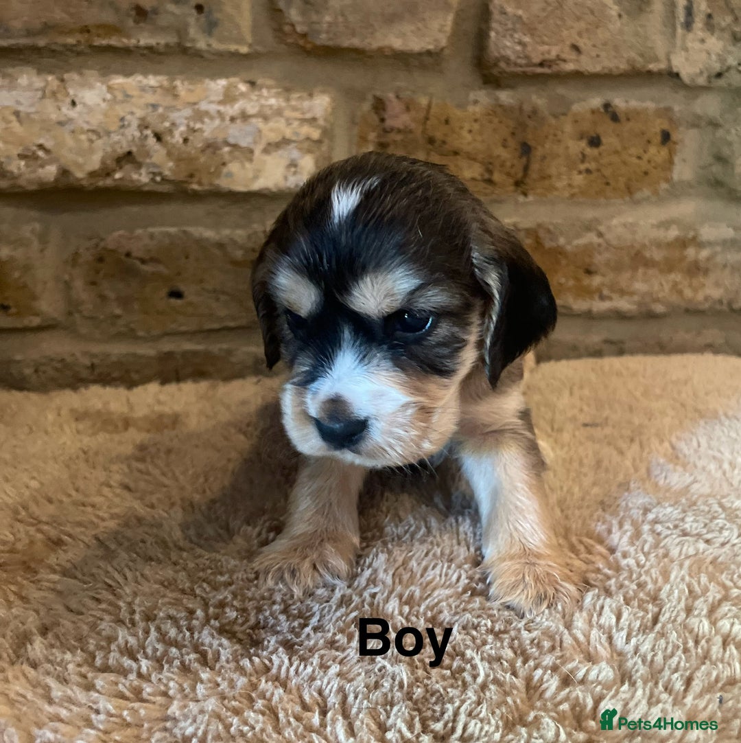 Cocker Spaniel dogs for sale: KC Cocker Spaniel Puppies  - Image 7