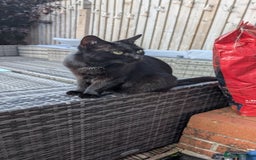 Domestic Shorthair cats for sale: Beautiful Izzy - Image 1