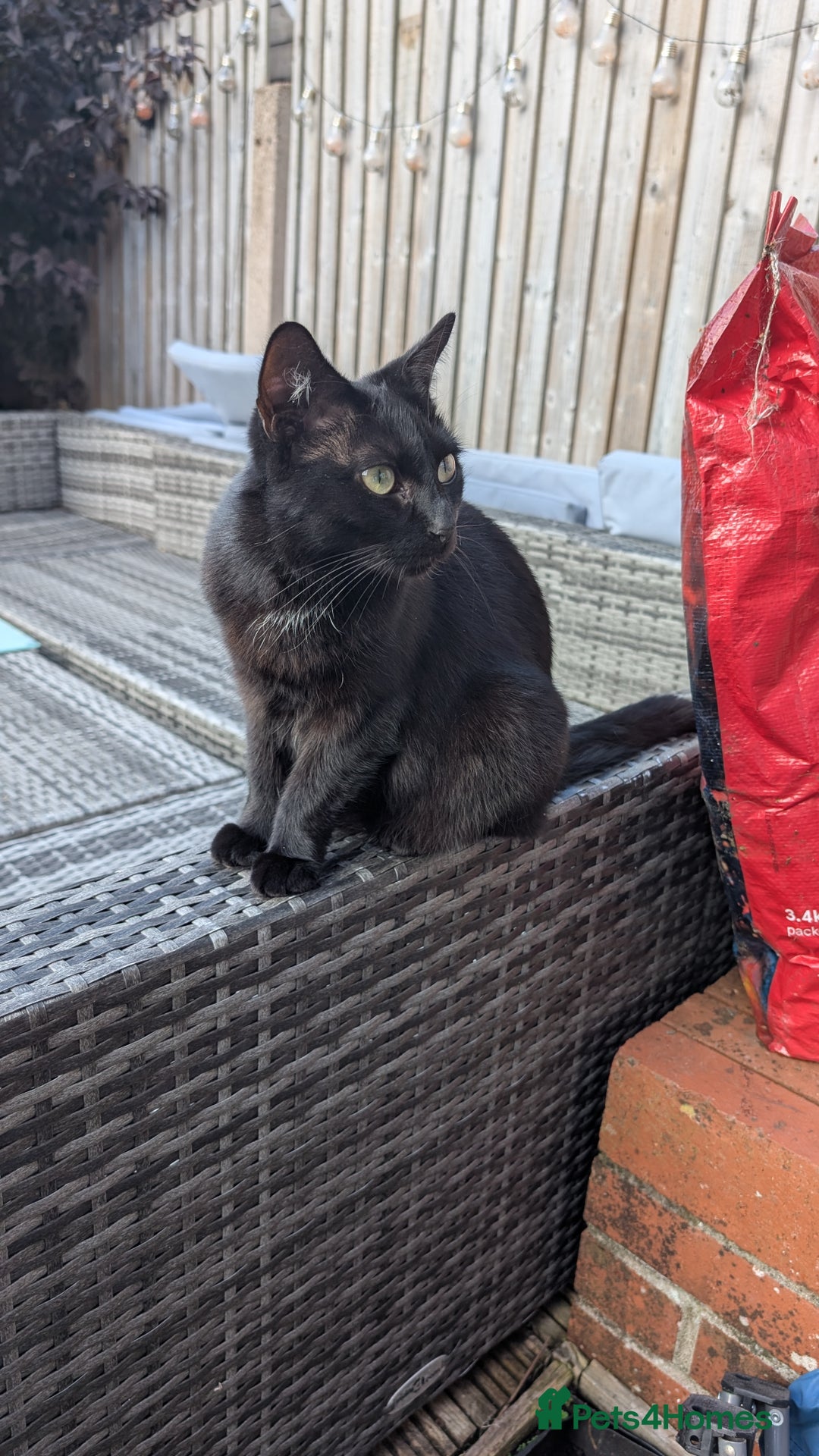 Domestic Shorthair cats for sale: Beautiful Izzy - Image 1