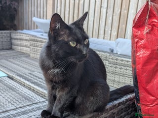 Domestic Shorthair cats - Advert 14