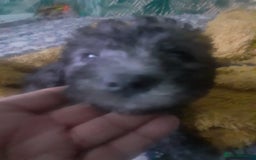 Bedlington Terrier dogs for sale: Bedlington terrier  - Advert 2