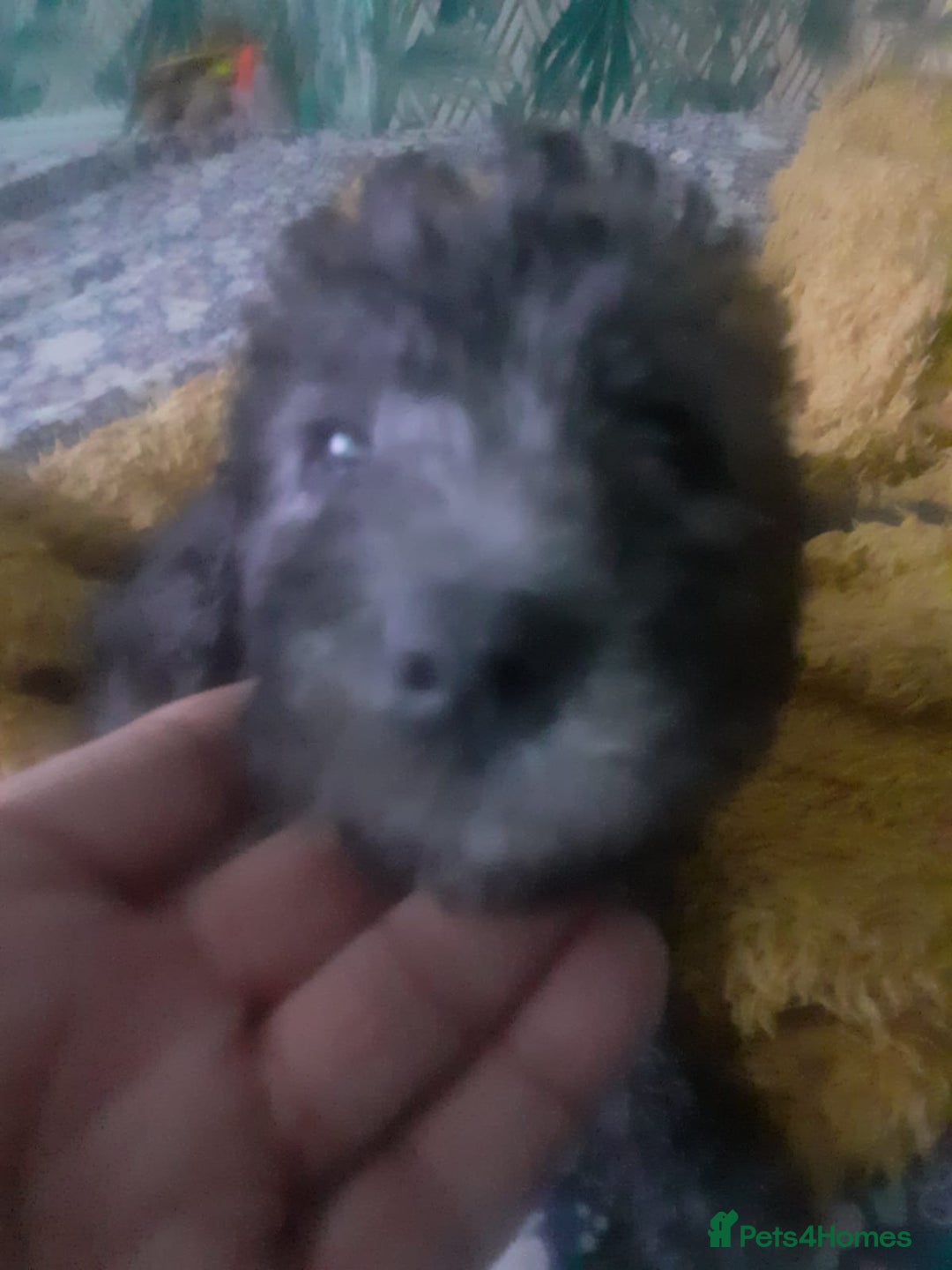 Bedlington Terrier dogs for sale: Bedlington terrier  - Advert 2