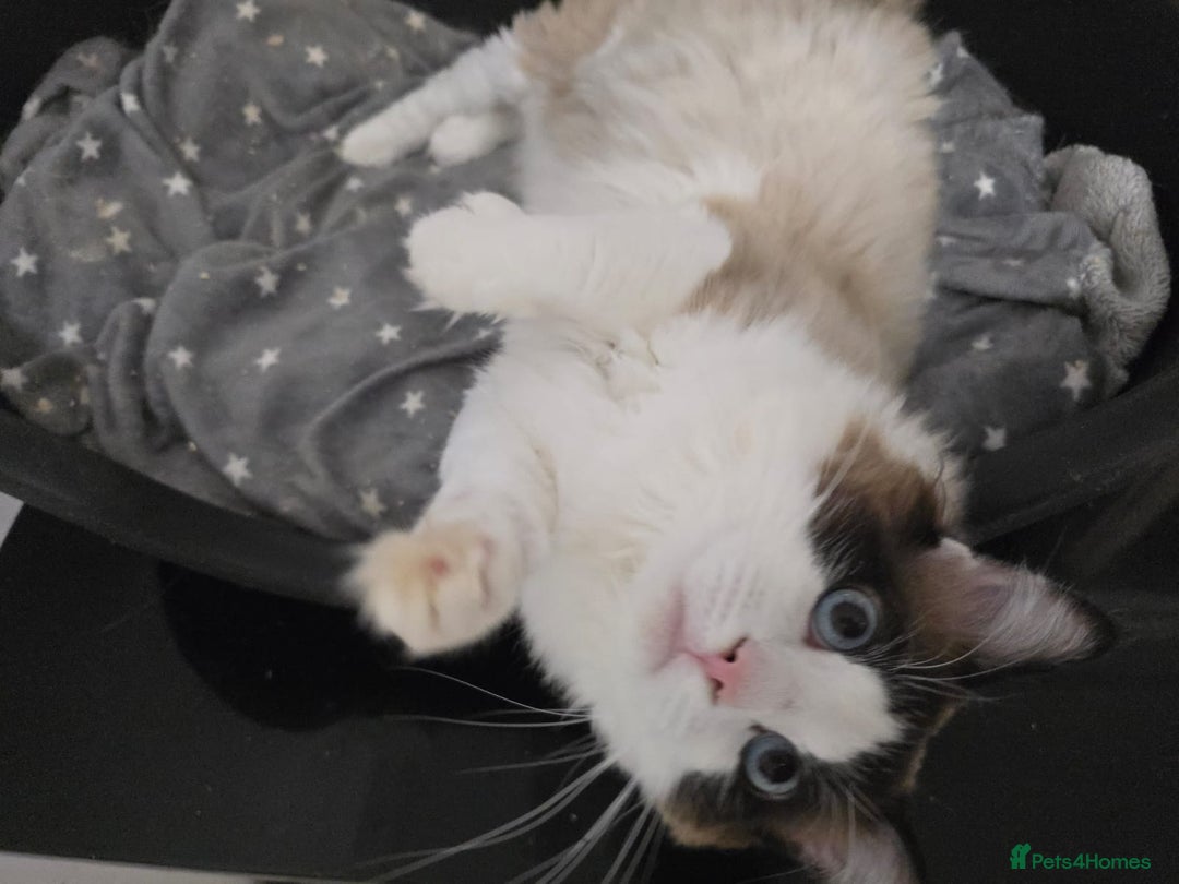 Ragdoll cats for sale: Seal bicolour boy, Active on GCCF/TICA - Advert 4