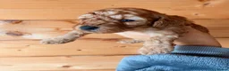 Poochon dogs for sale: Beautiful puppies  - Advert 12