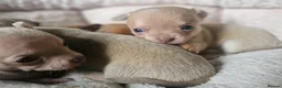 Chihuahua dogs for sale: Tiny chihuahuas 😌 - Advert 7