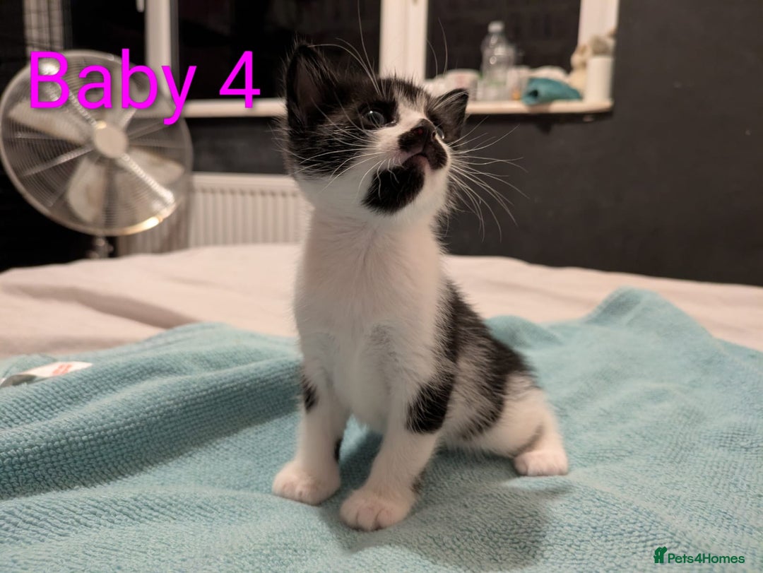Mixed Breed cats for sale: Ready for our new adventure 🐾 - Image 14