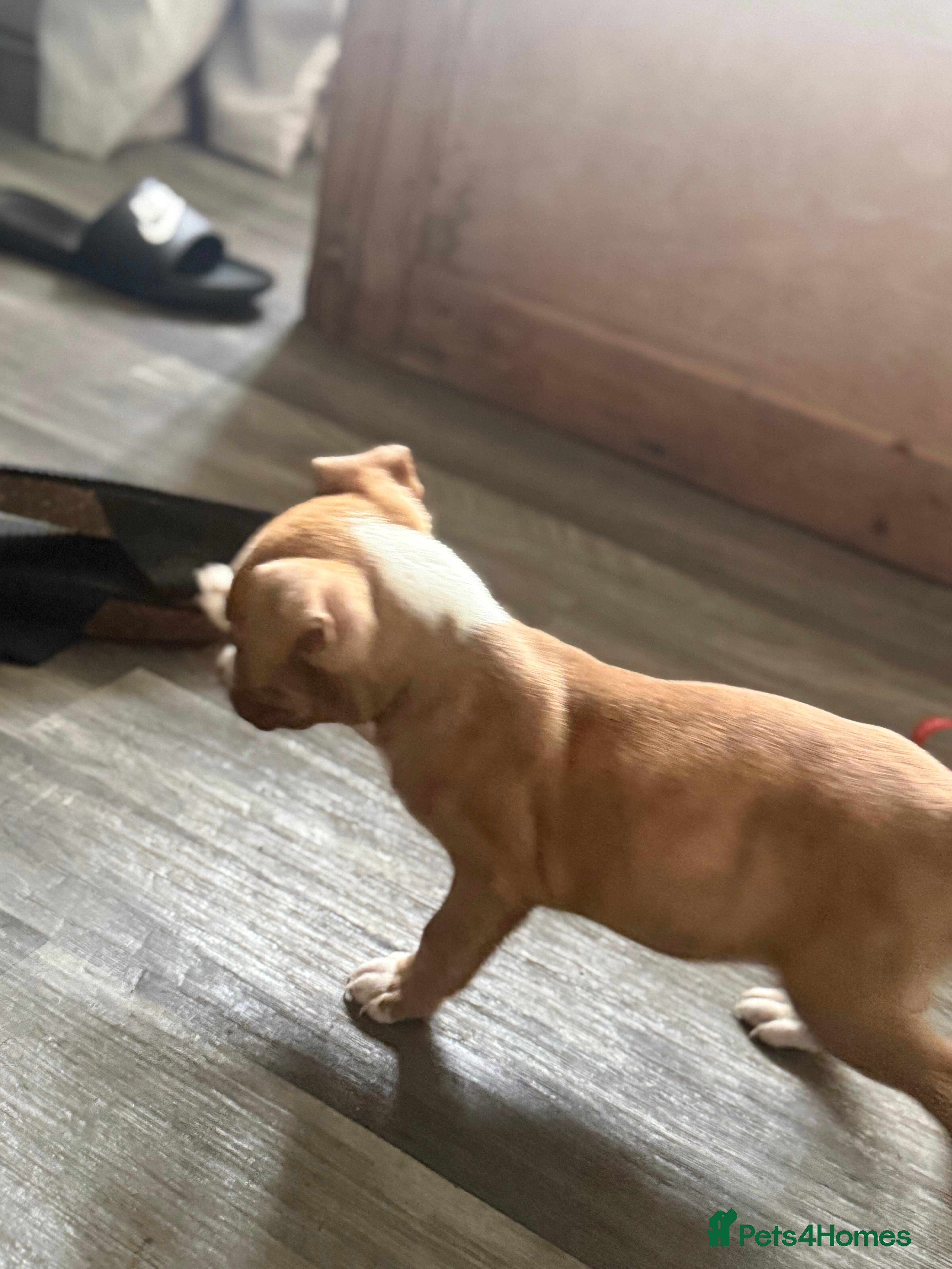 Mixed Breed dogs Staff X American Bully Pups - Advert 2