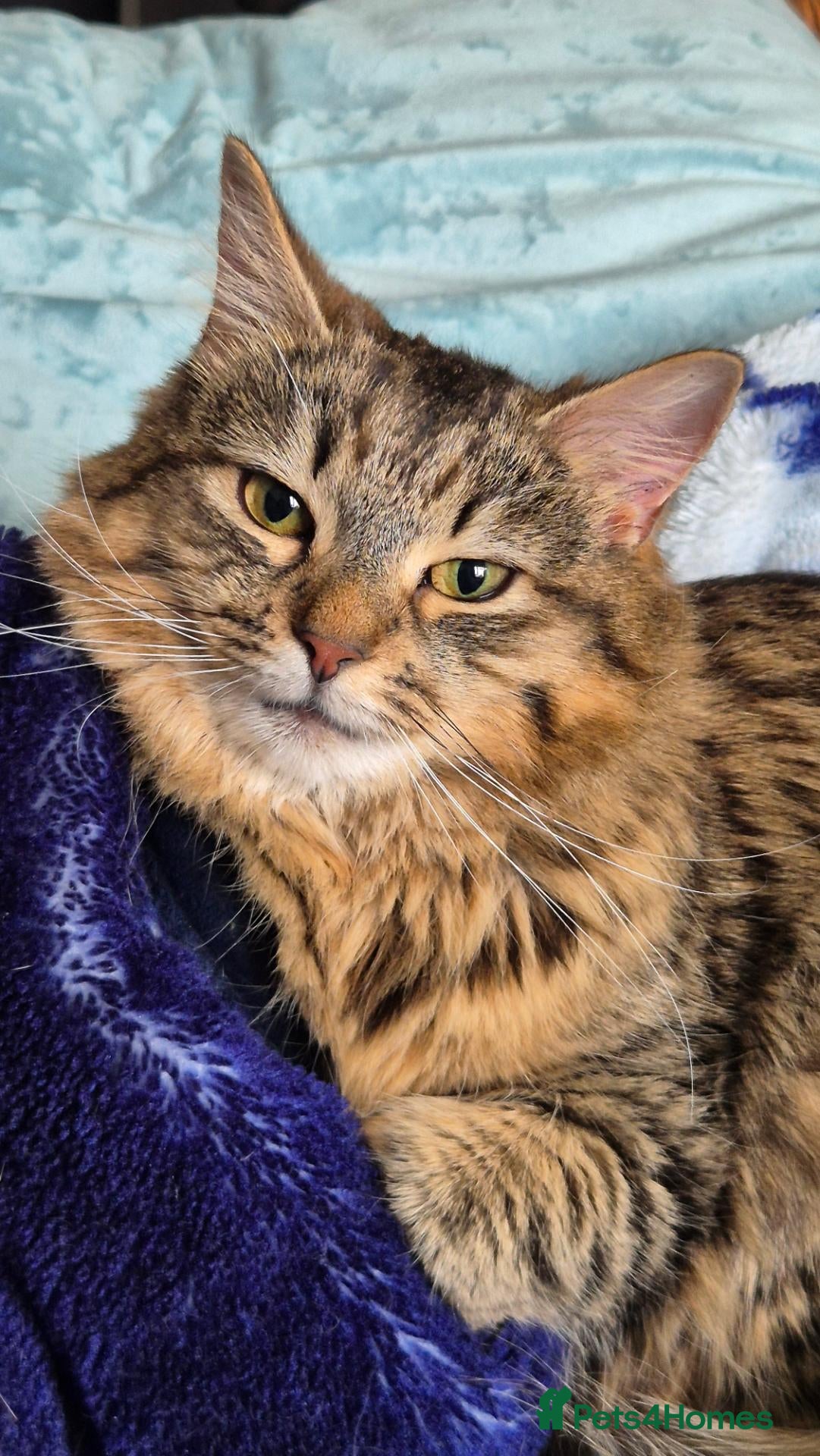 Mixed Breed cats Four playful kittens for sale - Advert 2