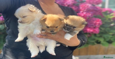 Pomeranian dogs - Advert 3