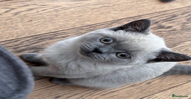 British Shorthair cats - Advert 16