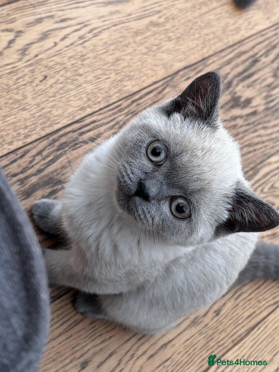 British Shorthair cats for sale: Blue/Lilac Point British Shorthair Kitten - Image 2