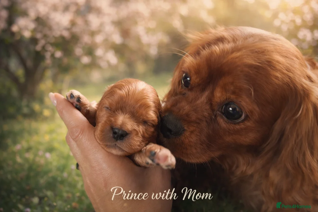 Cavalier King Charles Spaniel dogs for sale: ✨️ KC Registered Cavaliers – 1 Girl + 2 Boys  - Advert 6