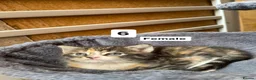 Mixed Breed cats for sale: Two female kittens for sale!  in Walsall - Advert 3