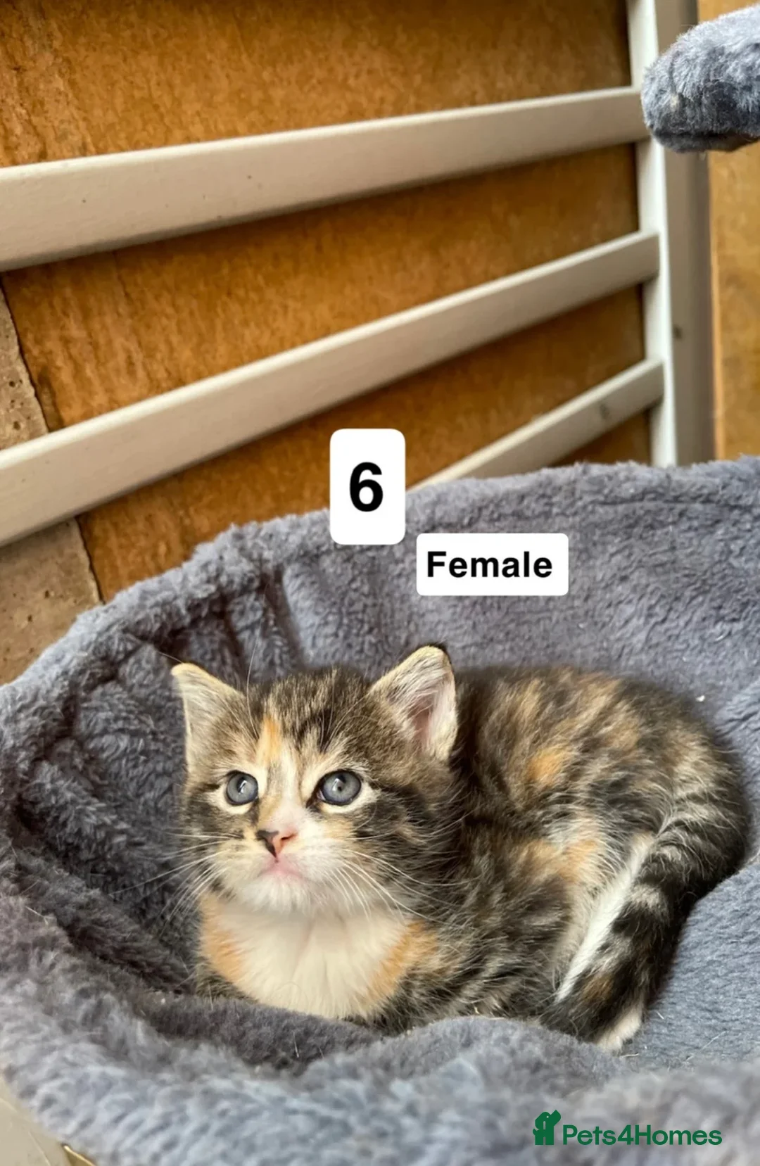 Mixed Breed cats for sale: Two female kittens for sale!  in Walsall - Advert 3