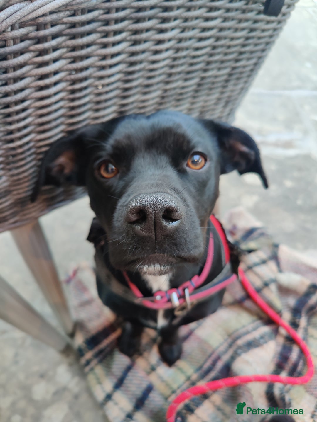 Mixed Breed dogs for sale: Sprocker puppies ready 10th Jan - Advert 7
