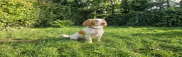 Cocker Spaniel dogs for sale: Cute male cocker Spaniel  - Advert 7