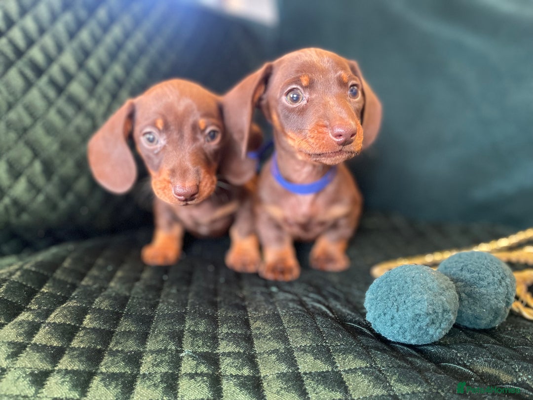Dachshund dogs for sale: Beautiful dachshund puppies - Advert 3