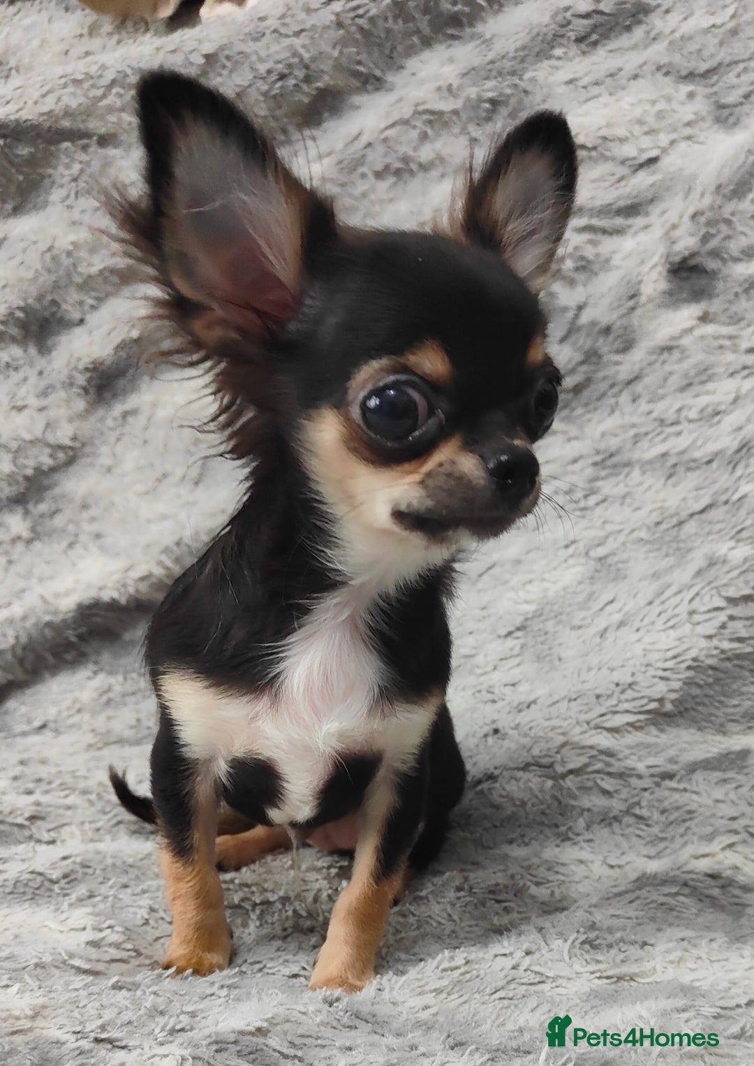Chihuahua dogs for sale: Amazing Quality Long Coat Chihuahua puppies - Advert 17