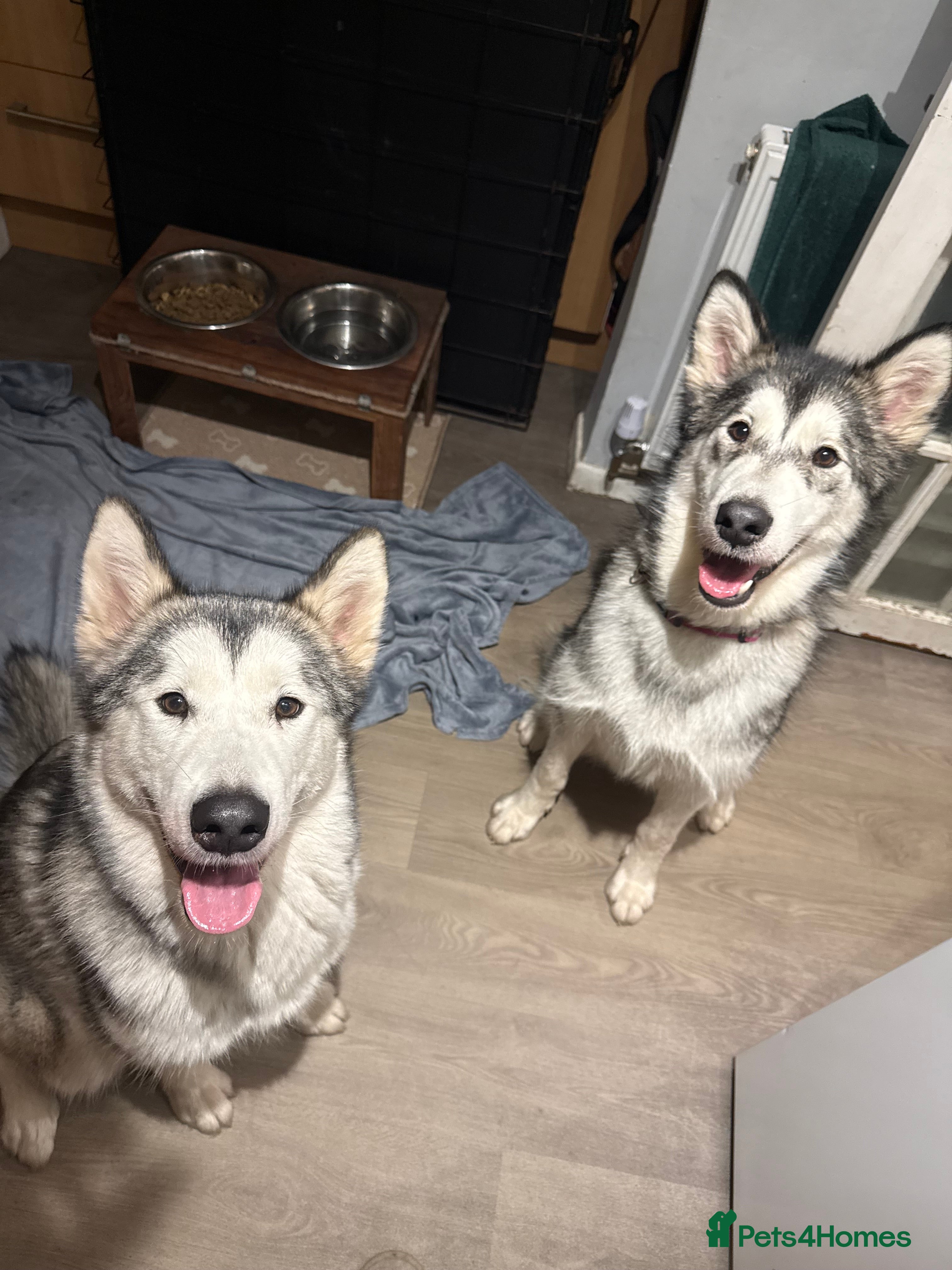 Alaskan Malamute dogs 2 female Alaskan malamutes 🩷 - Advert 2