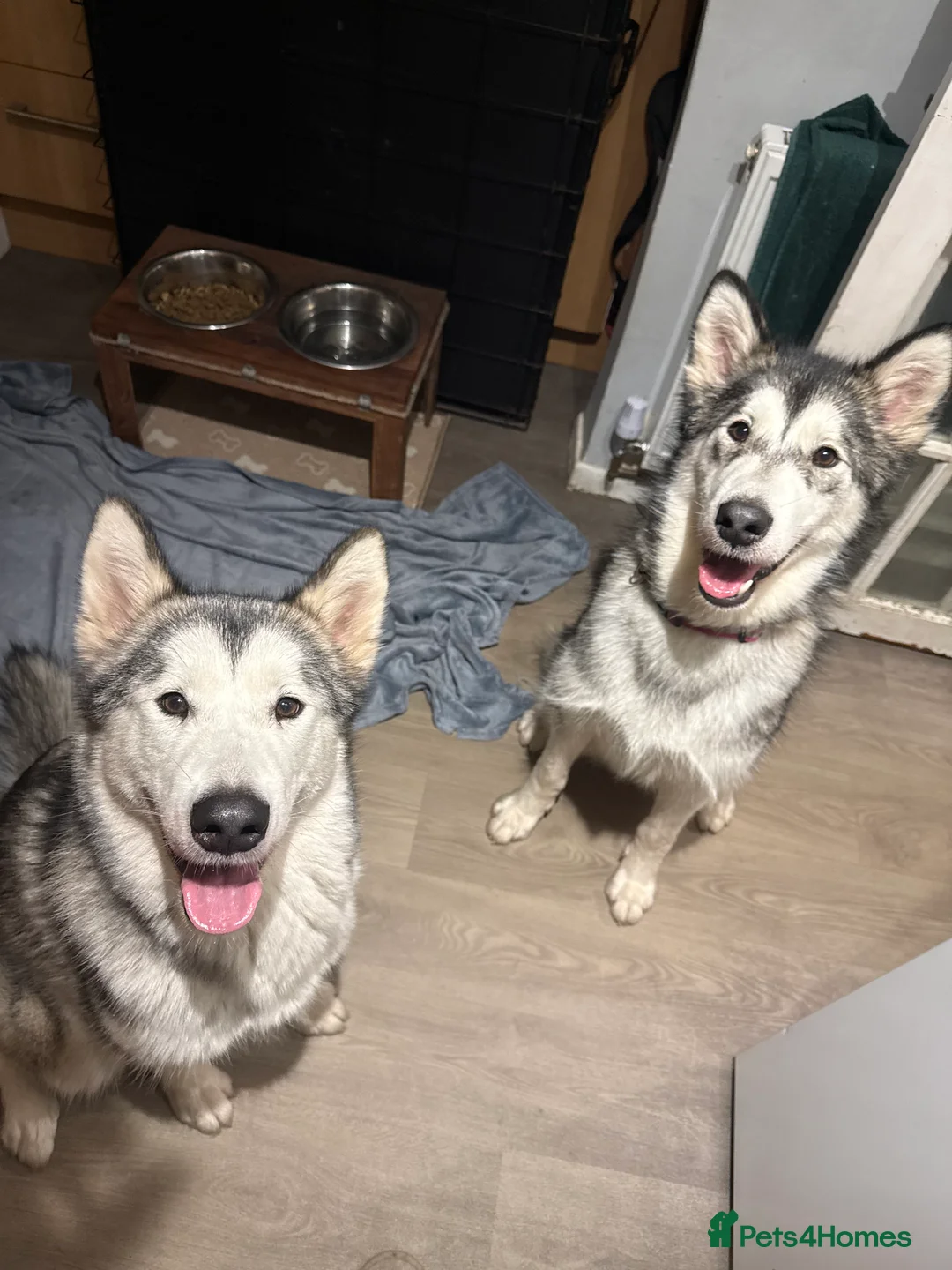 Alaskan Malamute dogs for sale: 2 female Alaskan malamutes 🩷 - Advert 1