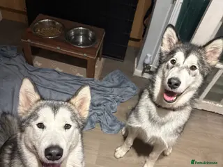 Alaskan Malamute dogs 2 female Alaskan malamutes 🩷 - Advert 8