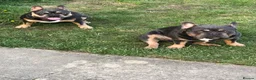 French Bulldog dogs for sale: 2 french bulldogs brother and sister  in Romford - Advert 7