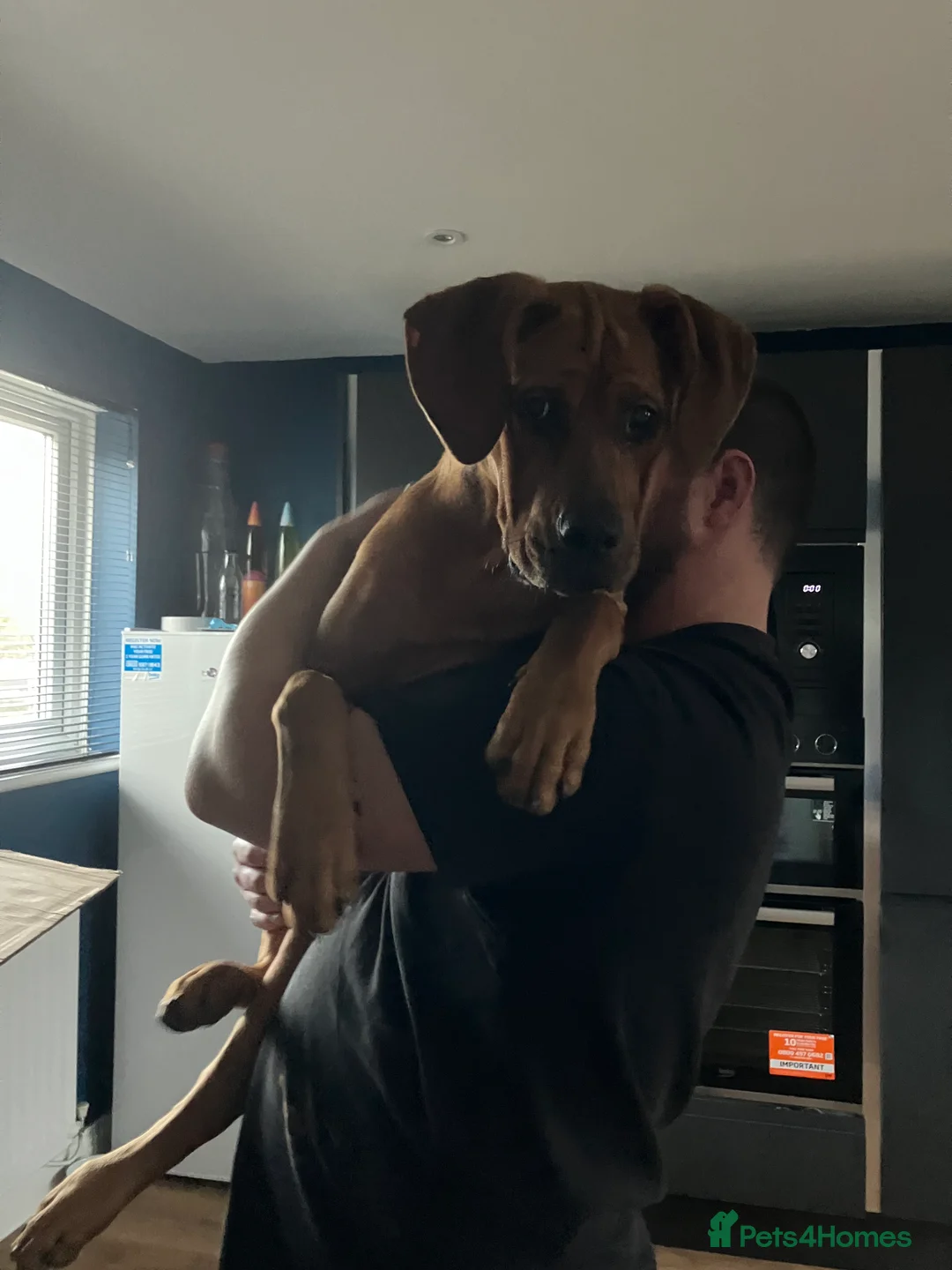 Mixed Breed dogs for sale: 7 month old Doberman cross cane corso in Telford - Advert 5
