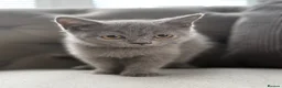 British Shorthair cats for sale: Beautiful BSH - Advert 8