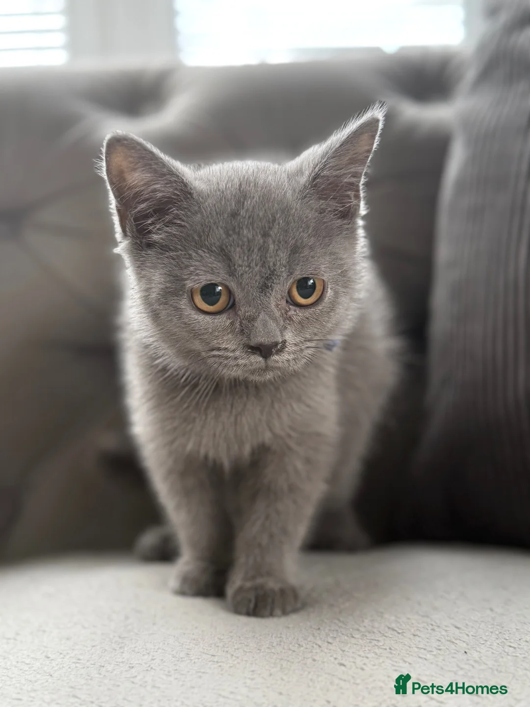 British Shorthair cats for sale: Beautiful BSH - Advert 8
