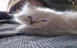 Ragdoll cats for stud: Ragdoll for stud  in Goole - Image 13