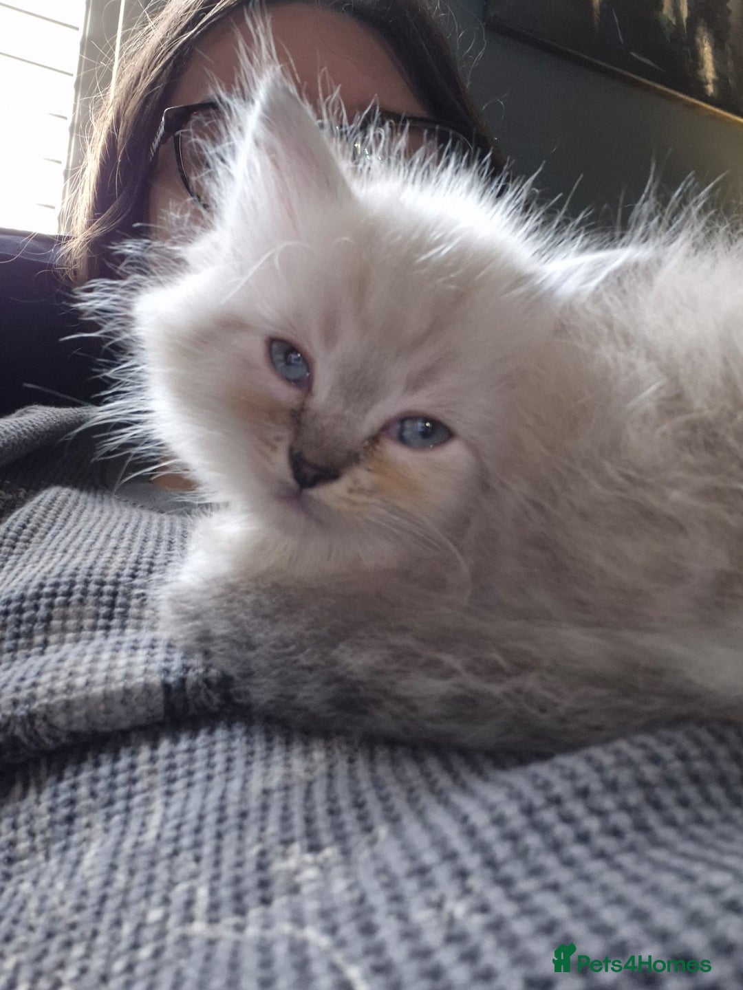 Ragdoll cats for stud: Ragdoll for stud  in Goole - Image 13