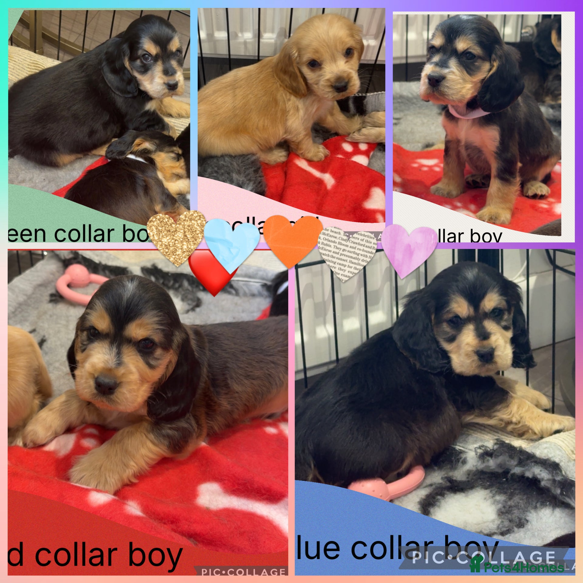 Cocker Spaniel dogs KC Show Type , Health clear puppies - Advert 2