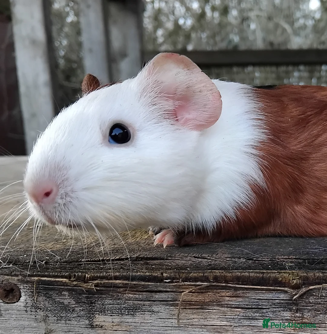 Guinea Pig rodents for sale: Slate and Tort and White baby boys. - Advert 9