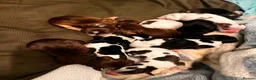 Cocker Spaniel dogs for sale: Stunningly beautiful spaniels  - Advert 24