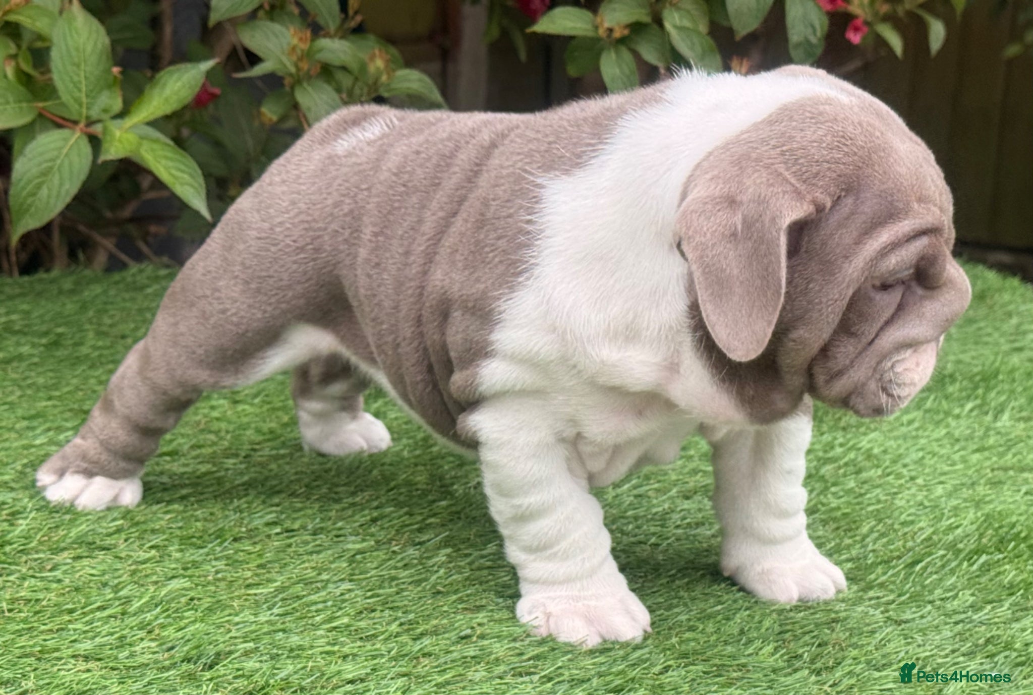 English Bulldog dogs for sale: English Bulldogs Pups for Sale  - Advert 7