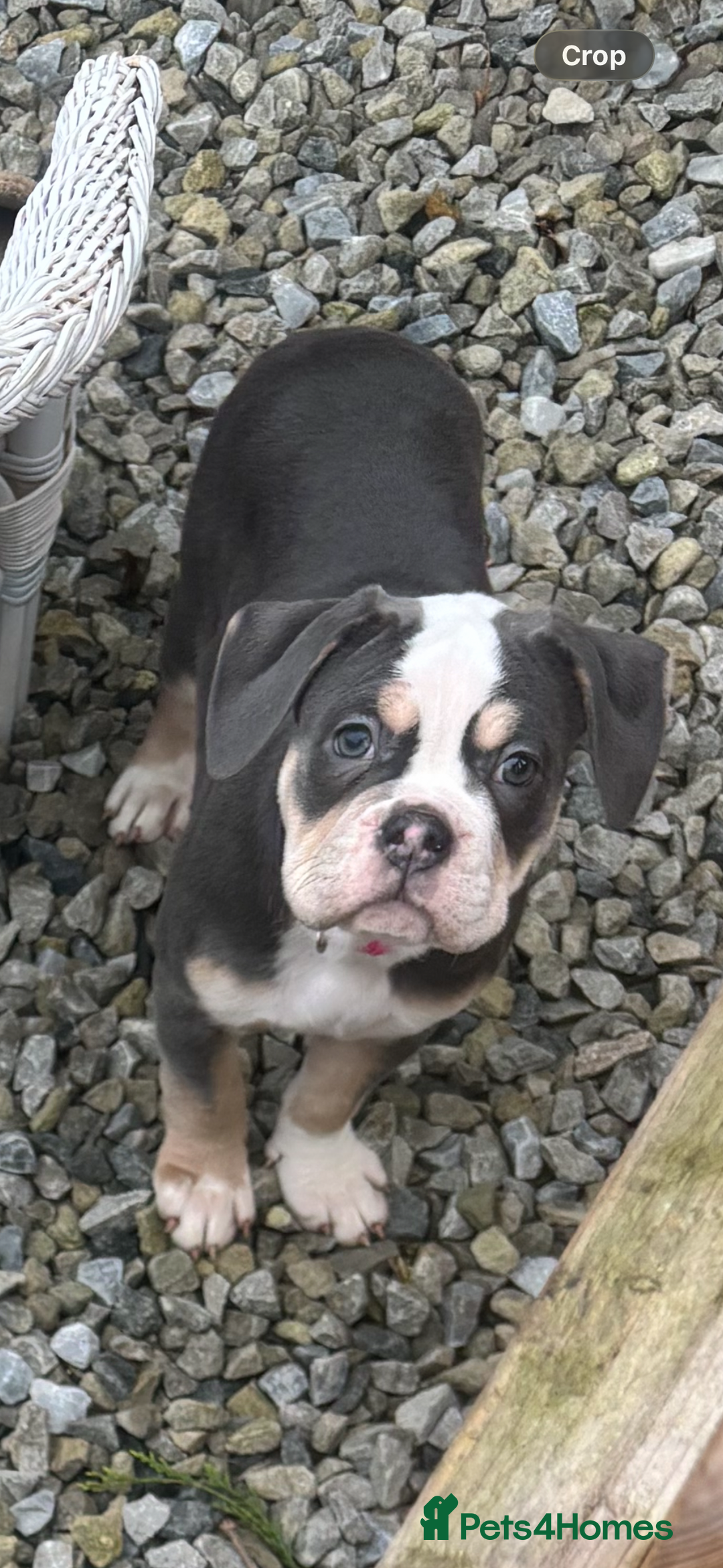 Olde English Bulldogge dogs for sale: Olde English bulldog puppy  - Advert 3