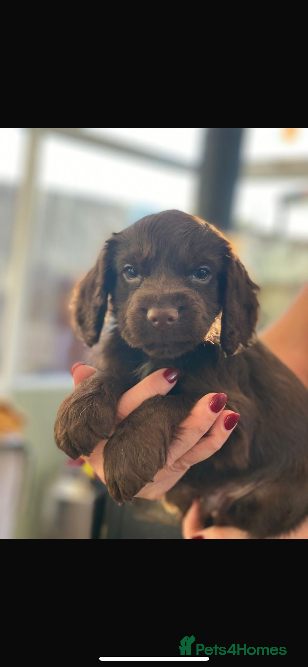 Cocker Spaniel dogs for sale: Beautiful little boy - Image 5