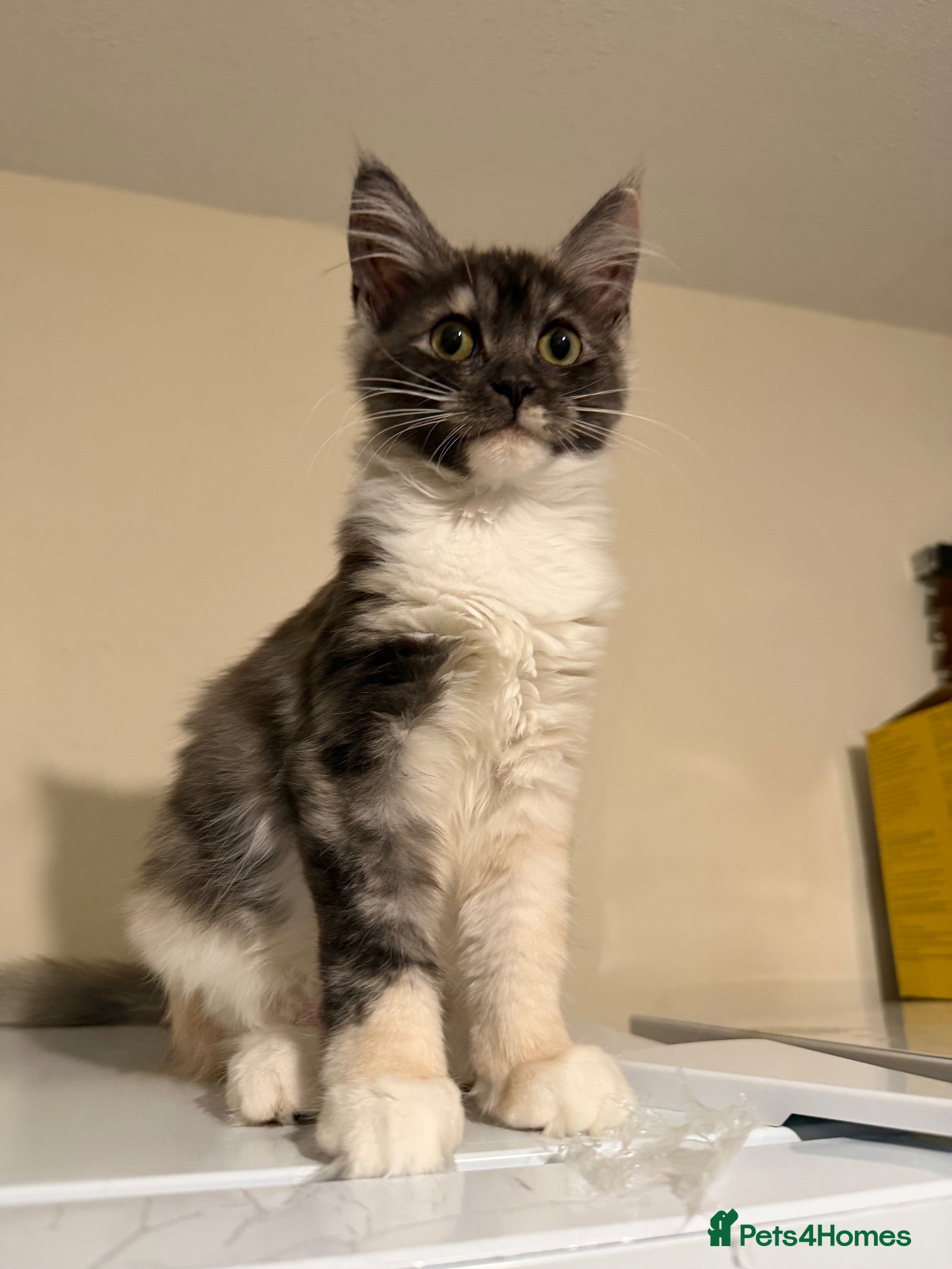 Maine Coon cats Maincoon X Ragdoll SALE - Advert 1