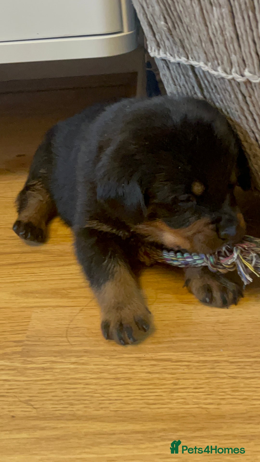 Rottweiler dogs for sale: Beautiful chunky Rottweiler puppies  - Advert 9