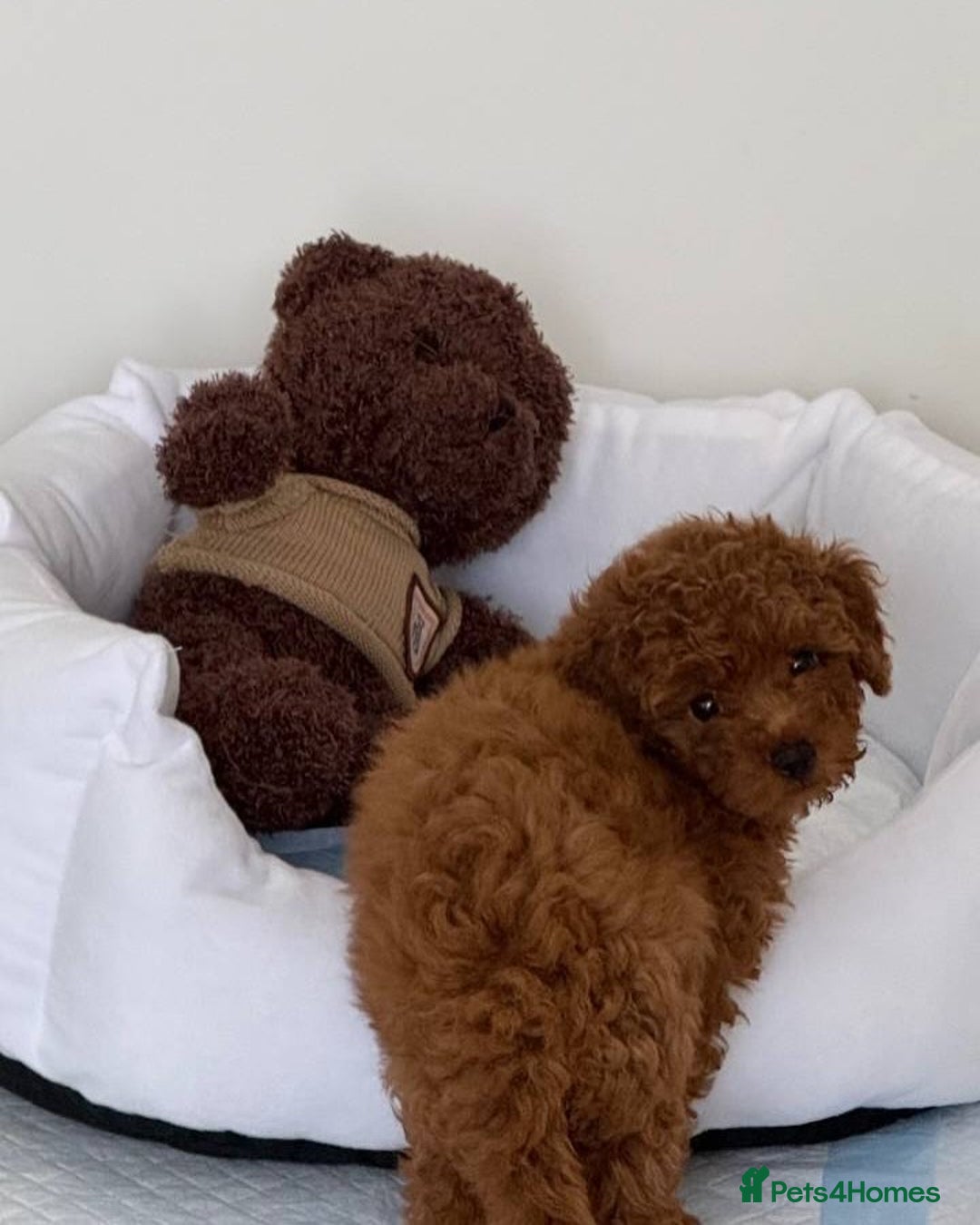 Toy Poodle dogs for sale: Red Toy Poodle puppies 🐶 💥💥💤 - Image 5