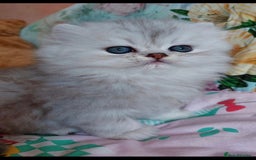 Persian cats for sale: Italian Persian chinchilla kittens♥️🐾 - Image 13