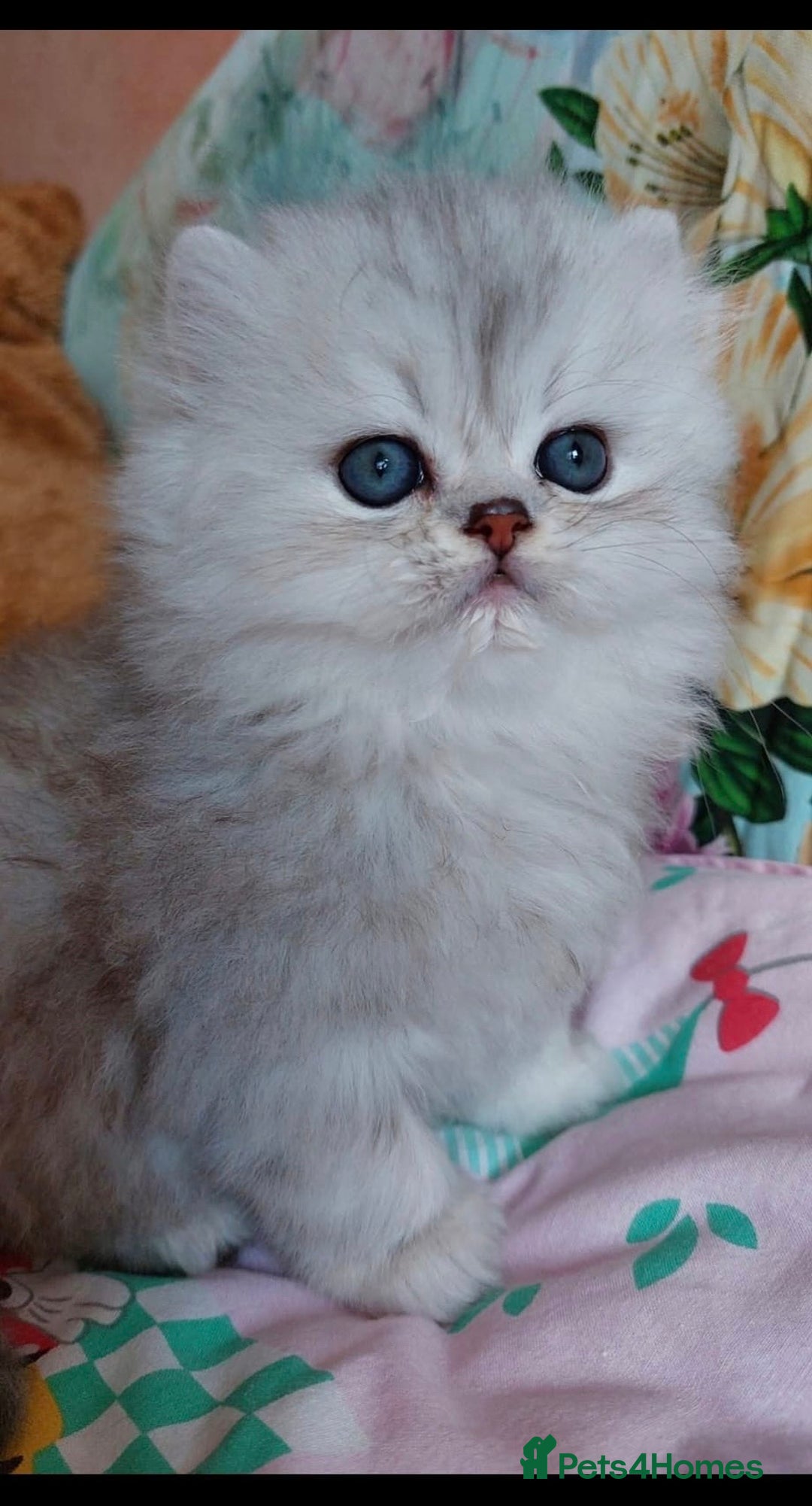Persian cats for sale: Italian Persian chinchilla kittens♥️🐾 - Image 13