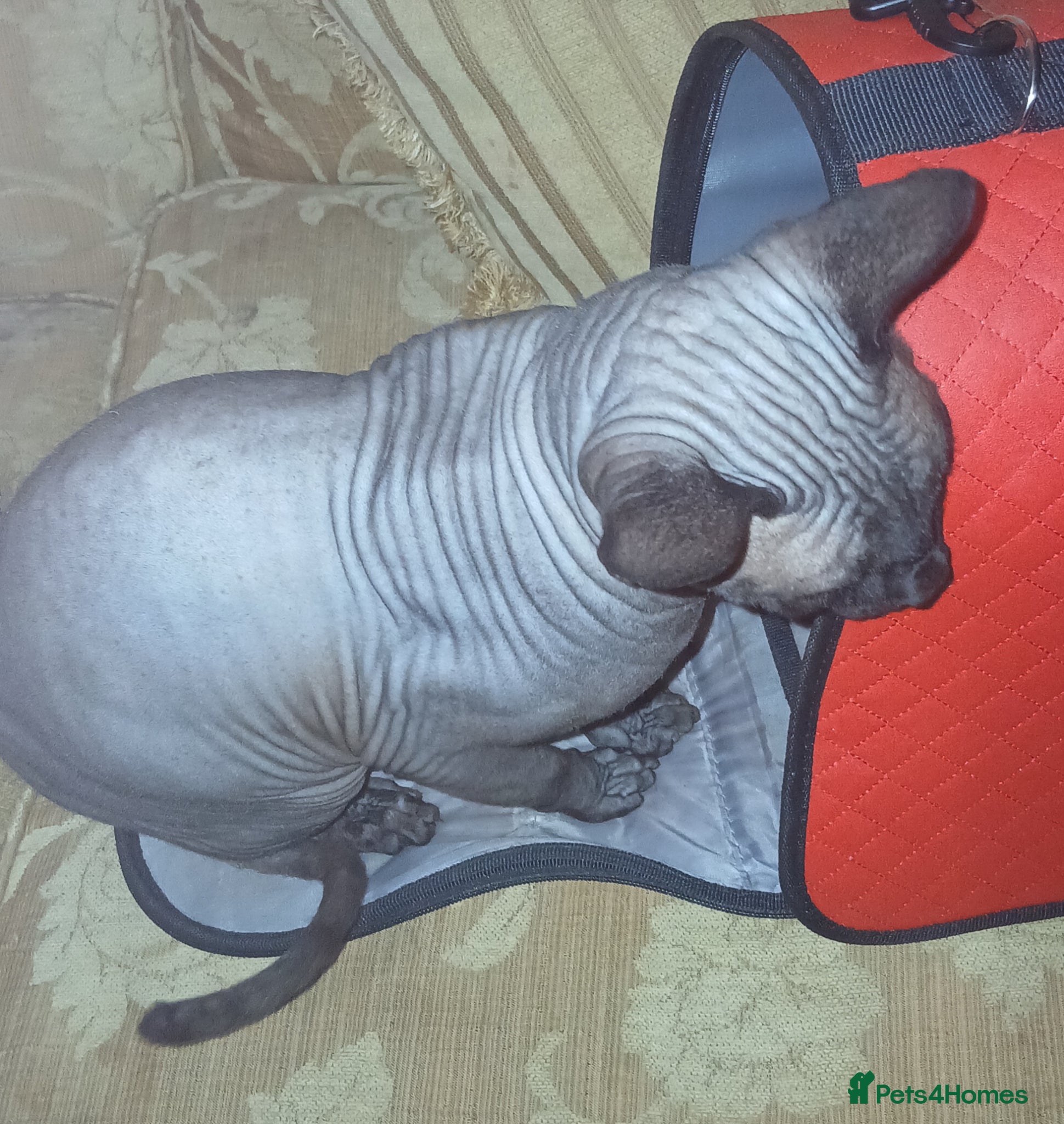 Sphynx cats 7 month old male sphynx cat  - Advert 8