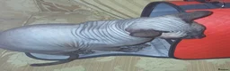 Sphynx cats for sale: 7 month old male sphynx cat  - Advert 4