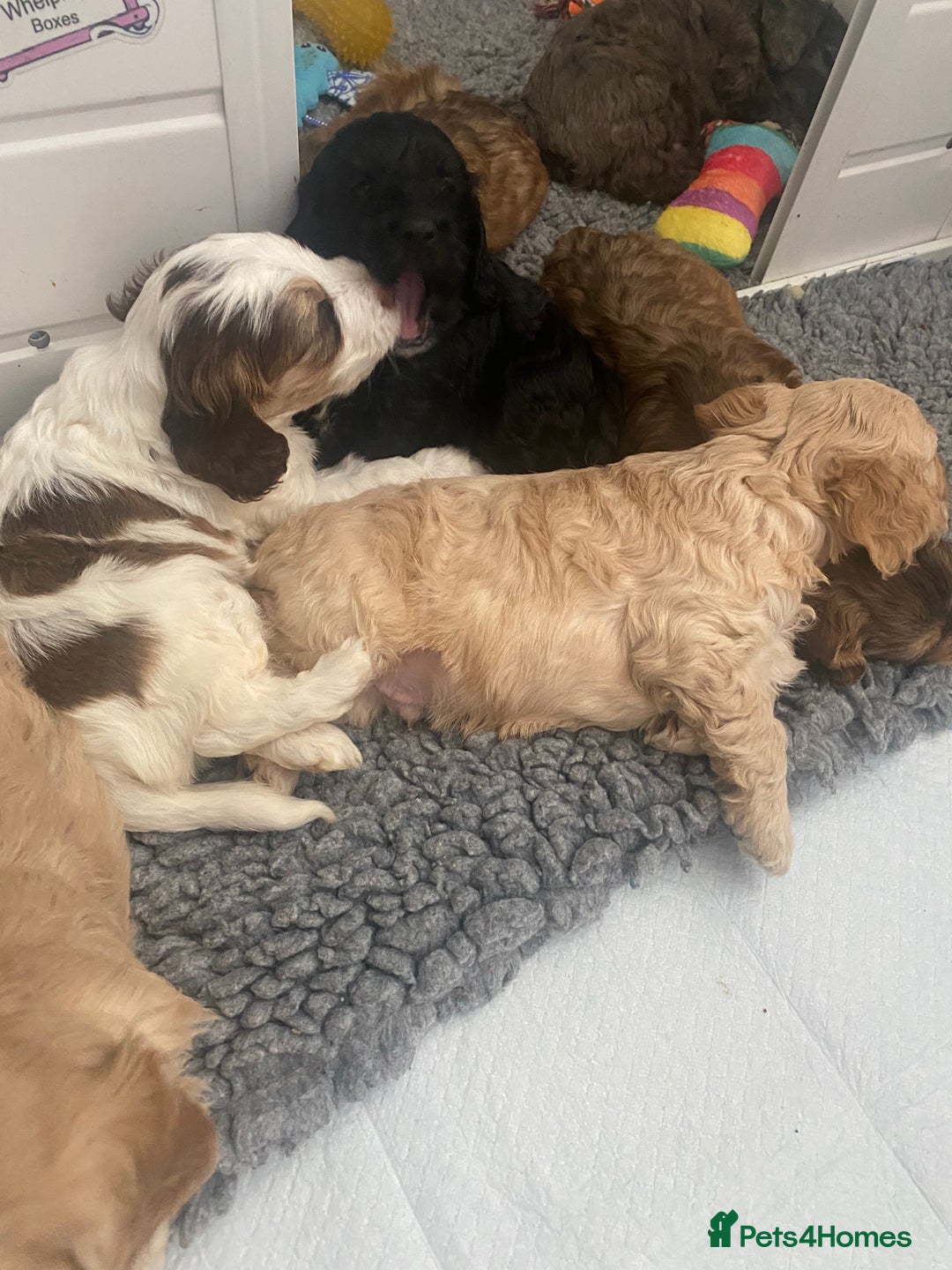 Cockapoo dogs for sale: Beautiful cockapoo puppies - Image 37