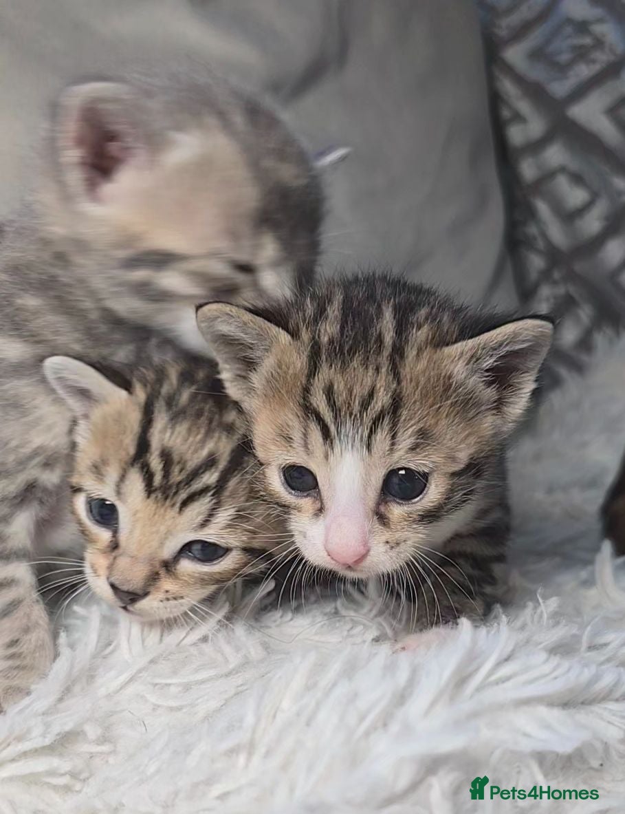 Bengal cats Savannah x bengal ONE MALE LEFT - Advert 2
