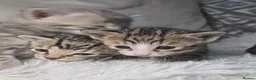 Bengal cats for sale: Savannah x bengal ONE MALE LEFT - Advert 11