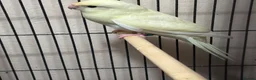 Parakeets birds for sale: Kakariki parakeet  - Advert 6