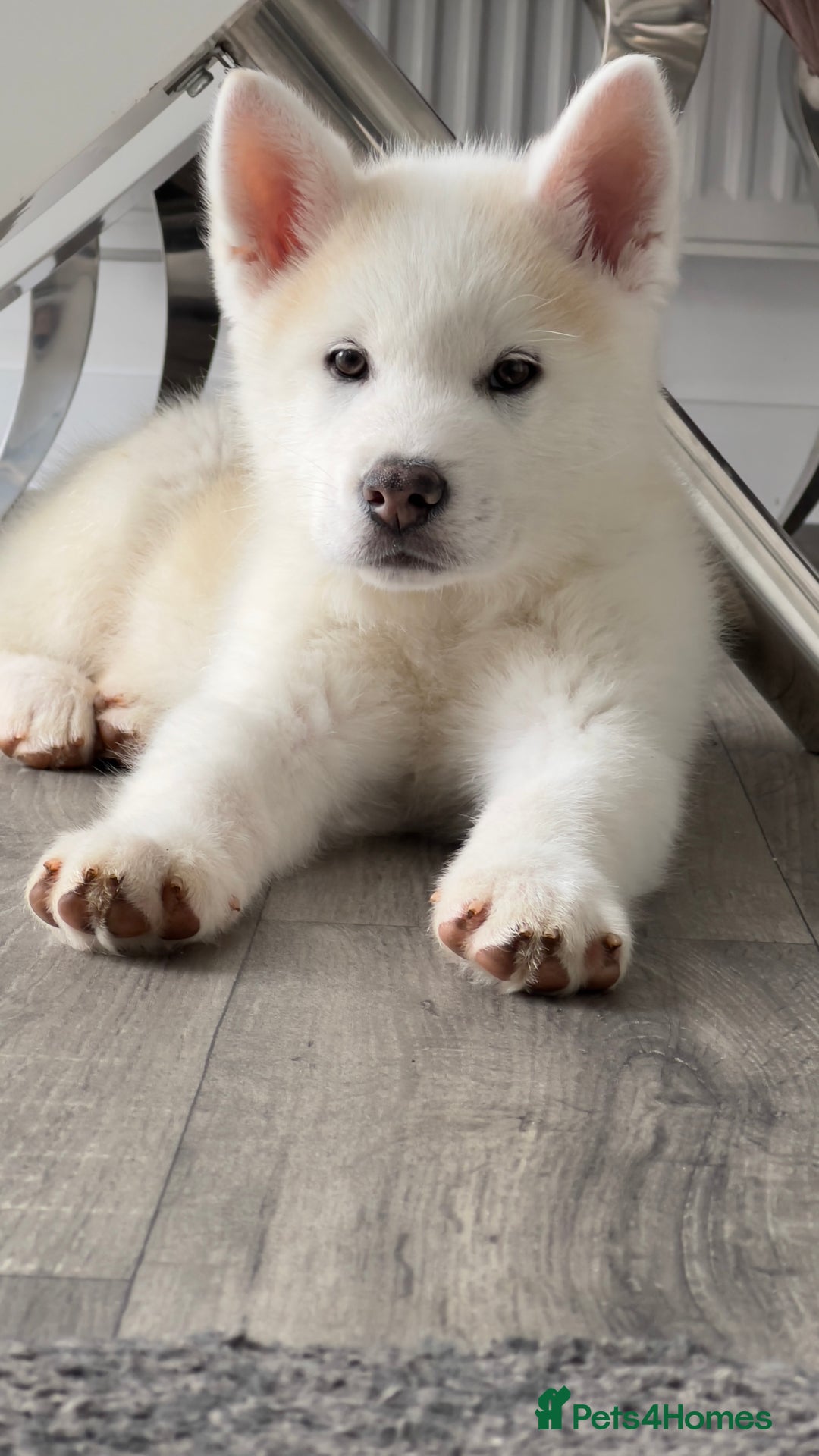 Japanese Akita Inu dogs for stud: Japanese Akita - Image 10